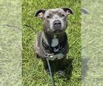 Small #1 American Staffordshire Terrier