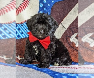 Havanese-Poodle (Toy) Mix Puppy for sale in CHRISTIANA, PA, USA