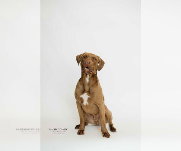 Medium Photo #4 Chocolate Labrador retriever-Unknown Mix Puppy For Sale in Chestertown, MD, USA