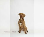 Small #3 Chocolate Labrador retriever Mix