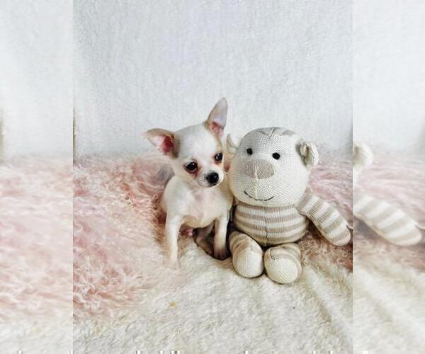 Medium Photo #19 Chihuahua Puppy For Sale in HOUSTON, TX, USA