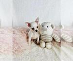 Small #18 Chihuahua