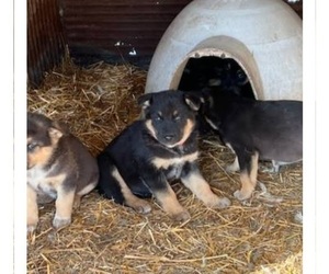 German Shepherd Dog Puppy for sale in AUGUSTA, WI, USA