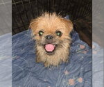 Small Brussels Griffon Mix