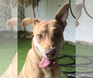 Mutt Dogs for adoption in Pompano Beach , FL, USA