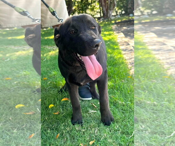 Medium Photo #6 Labrador Retriever-Unknown Mix Puppy For Sale in San Diego, CA, USA