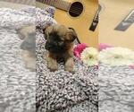 Small Photo #3 Soft Coated Wheaten Terrier Puppy For Sale in FREDERICKSBG, OH, USA
