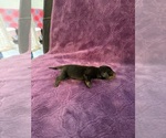 Puppy Bane Dachshund
