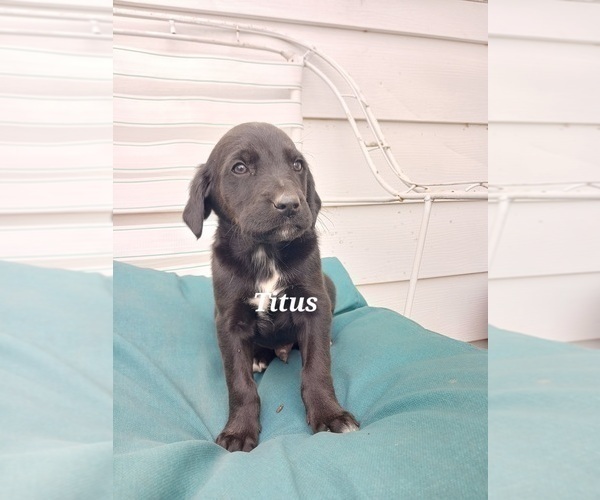 Medium Photo #12 English Cream Golden Retriever-Newfoundland Mix Puppy For Sale in SHEBOYGAN FALLS, WI, USA