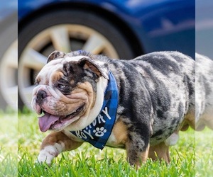 Father of the Bulldog puppies born on 08/14/2026