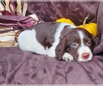 Puppy Chet English Springer Spaniel