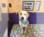 Small #1 Labrador Retriever Mix
