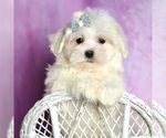 Puppy Marshmellow AKC Maltese
