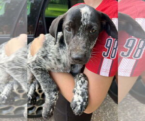 German Shorthaired Lab Dogs for adoption in Marine City, MI, USA