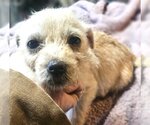 Small Photo #9 ShiChi Puppy For Sale in Wakefield, RI, USA