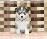 Small #4 Pomsky