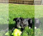 Small #2 Border Collie-Retriever  Mix
