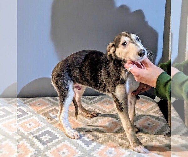 Medium Photo #11 Borzoi Puppy For Sale in FULTON, NY, USA