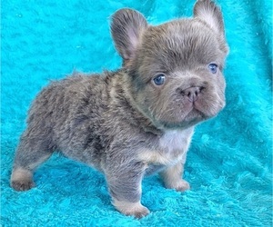 French Bulldog Puppy for sale in LAS VEGAS, NV, USA