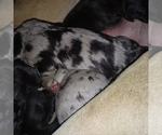 Small Photo #25 Great Dane Puppy For Sale in PIERSON, MI, USA