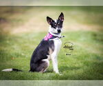 Small #4 Mutt