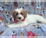 Small #4 Cavapoo