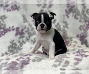 Boston Terrier Puppy for sale in LAKELAND, FL, USA