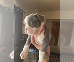 Small Photo #8 French Bulldog Puppy For Sale in TUCSON, AZ, USA