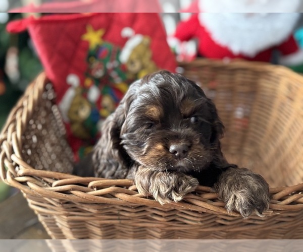 Medium Photo #1 Cocker Spaniel Puppy For Sale in COLBERT, GA, USA