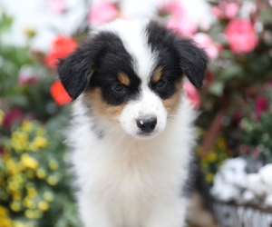 Medium Australian Shepherd