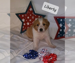 English Shepherd Puppy for sale in HERMANN, MO, USA