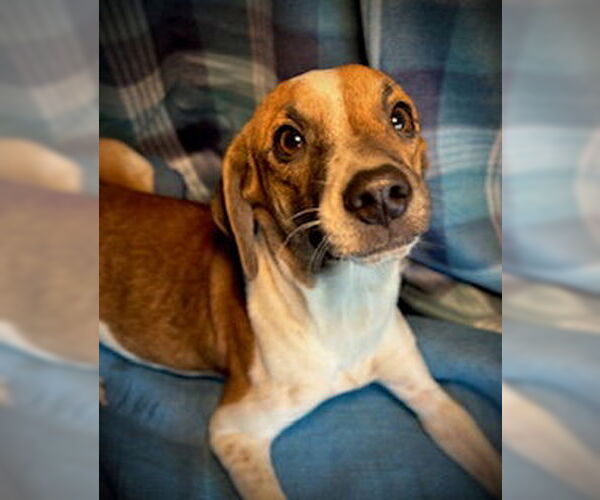 Medium Photo #4 Chihuahua-Unknown Mix Puppy For Sale in Pleasanton, TX, USA