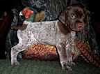 Small Photo #2 German Shorthaired Pointer Puppy For Sale in ELBERTA, AL, USA