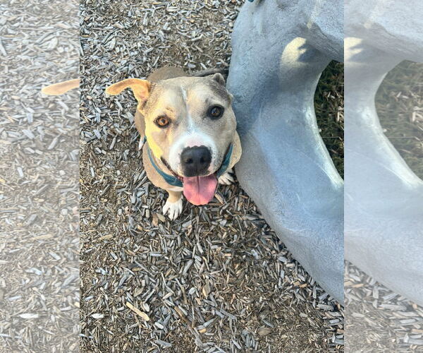 Medium Photo #1 American Pit Bull Terrier-Unknown Mix Puppy For Sale in Dallas, TX, USA