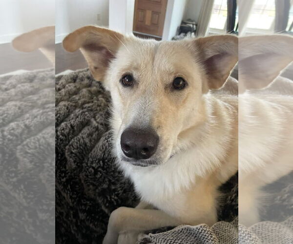 Medium Photo #4 Collie-Labrador Retriever Mix Puppy For Sale in Fort Worth, TX, USA