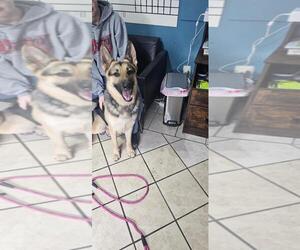 German Shepherd Dog Dogs for adoption in DuQuoin, IL, USA