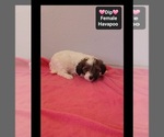 Dip - Female Havapoo Puppy for Sale - Photo #3