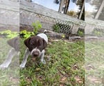 Small Photo #4 German Shorthaired Pointer-German Wirehaired Pointer Mix Puppy For Sale in DEFUNIAK SPRINGS, FL, USA