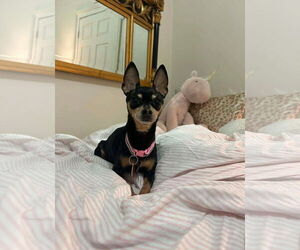 Miniature Pinscher-Unknown Mix Dogs for adoption in Spring Lake, NC, USA