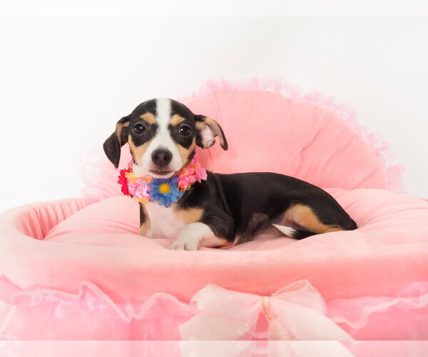 Medium Photo #4 Chihuahua-Unknown Mix Puppy For Sale in Phoenix, AZ, USA