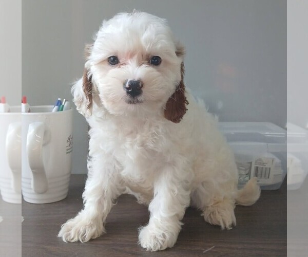 Medium Photo #5 Cavapoo (Miniature) Puppy For Sale in WOOSTER, OH, USA