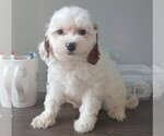Small #4 Cavapoo (Miniature)