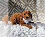 Image preview for Ad Listing. Nickname: Mini Toby