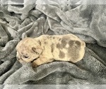 Small #20 French Bulldog