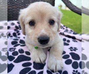 Medium Chihuahua-Spaniel Mix