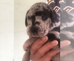 Small Photo #5 Great Dane Puppy For Sale in CLEVELAND, NC, USA