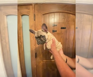 French Bulldog Puppy for sale in MORENO VALLEY, CA, USA