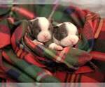 Small Photo #5 Boston Terrier Puppy For Sale in KINGSPORT, TN, USA