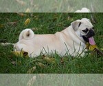 Small Photo #8 Pug Puppy For Sale in HARTLY, DE, USA
