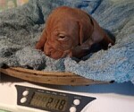 Small Photo #2 Vizsla Puppy For Sale in SYLVA, NC, USA